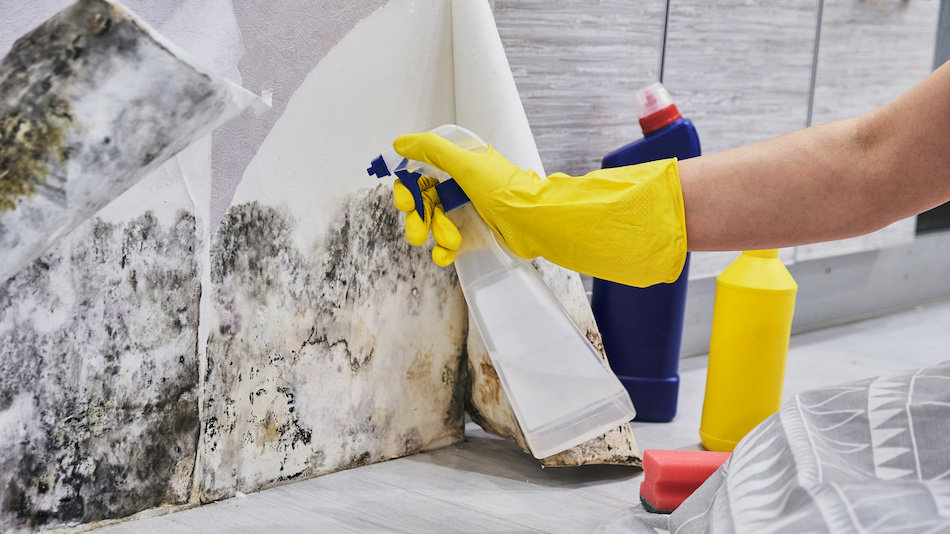 How to Eliminate Mould from Your Home