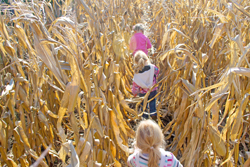 The Corn Mazes at Prairie Gardens