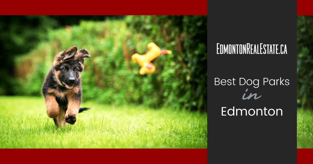 Best Dog Parks in Edmonton