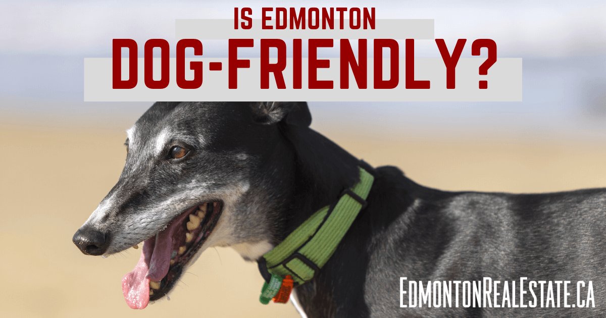 Is Edmonton Dog-Friendly?